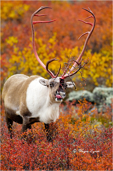 Caribou Bull Eating Shed Antler Velvet 126 by Dr. Wayne Lynch &copy;